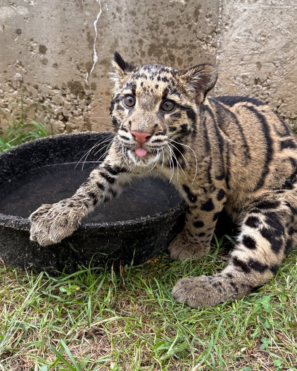 NashvilleZoo's tweet photo. Azi is here for Bleptember 😜 https://t.co/GojB2hzo9X