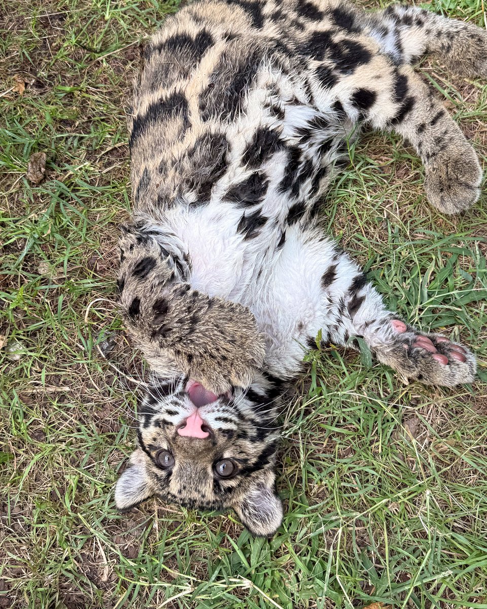 NashvilleZoo's tweet photo. Azi is here for Bleptember 😜 https://t.co/GojB2hzo9X