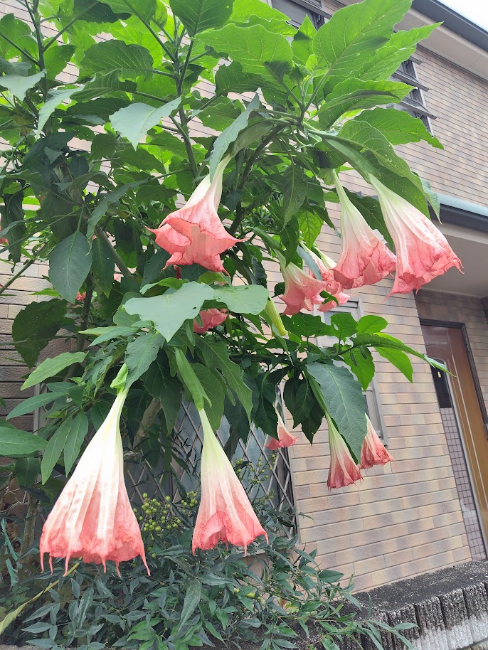 shoin5960's tweet photo. 散歩の楽しみが増えますね。

初秋の花があちこちに散見されるようになりました。柿の実や栗の実が間もなく、色づいてくるでしょう。酷暑を耐えた植物の稔りが間もなくやってきます。 https://t.co/D9wgYVUlib
