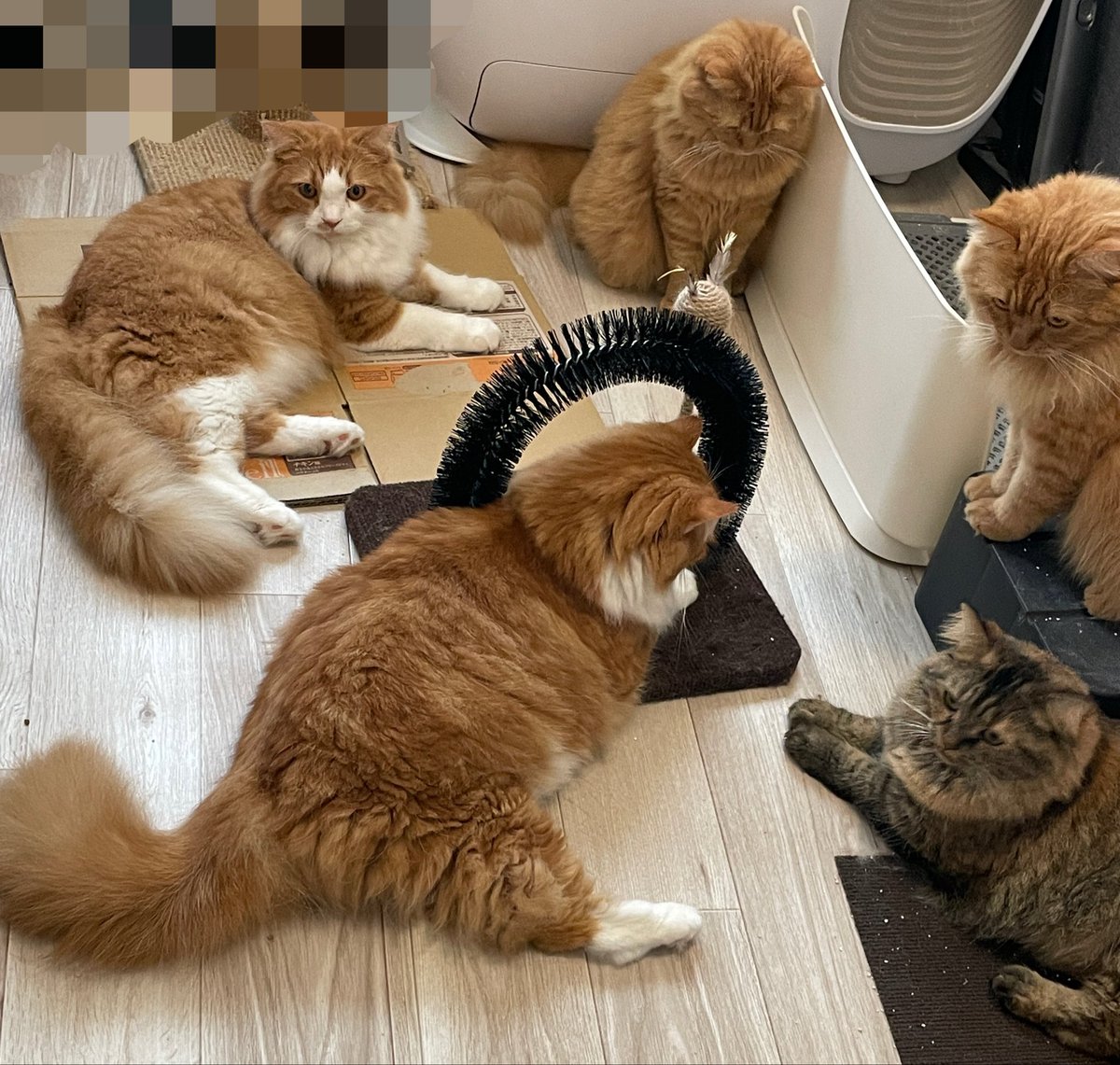 u_w76's tweet photo. にゃんこ集会。

#猫のいる暮らし https://t.co/G6c0PoApcG