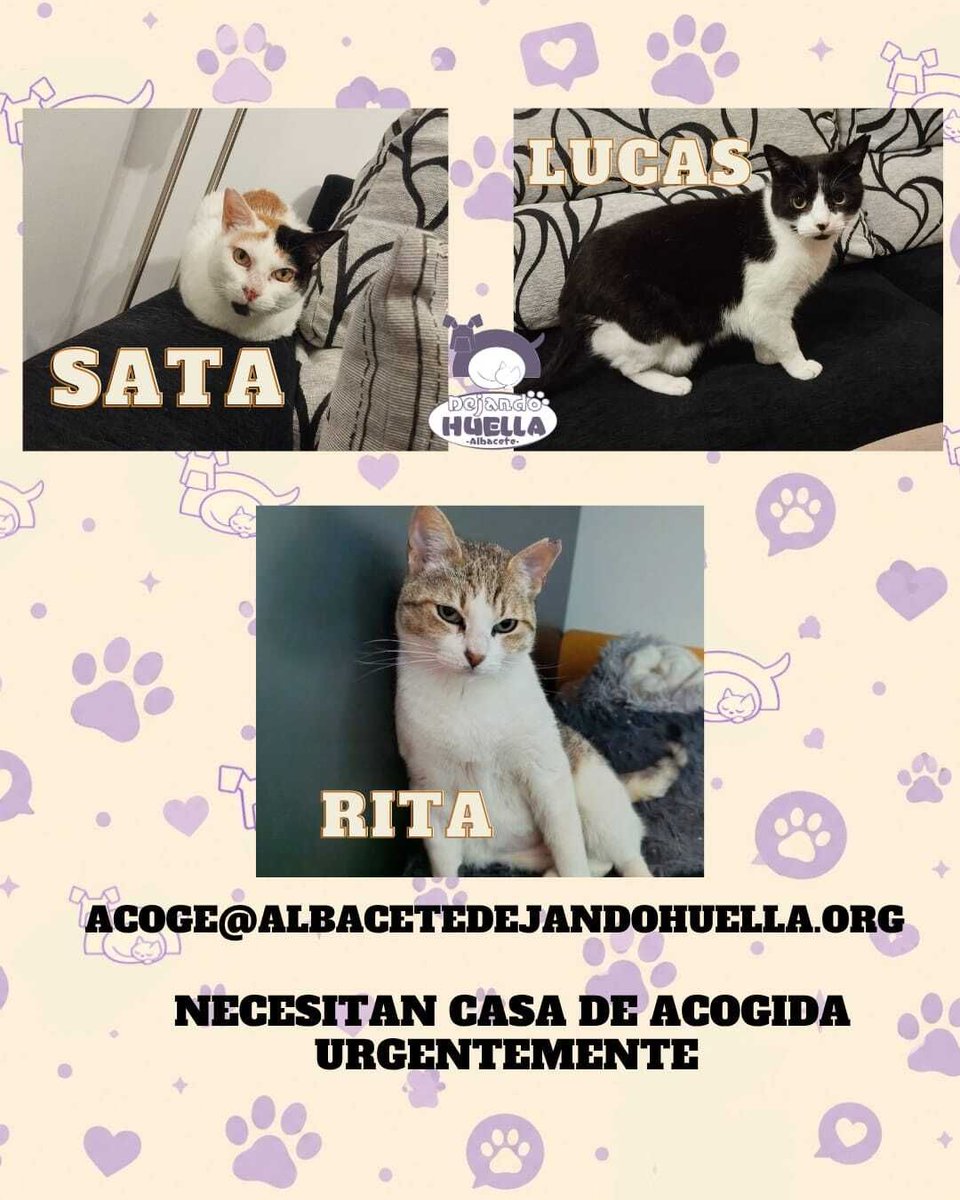 DejandoHuellaAB's tweet photo. 🚨 ¡NECESITAMOS ACOGIDA URGENTE! 🚨

Rita, Sata y Lucas necesitan encontrar cuanto antes una nueva casa de acogida o, mejor aún, un hogar definitivo.
Y si hay algo que nos gustaría pedir de corazón… es que Sata y Lucas no tengan que separarse ❤️ https://t.co/16TnlMUQ6O