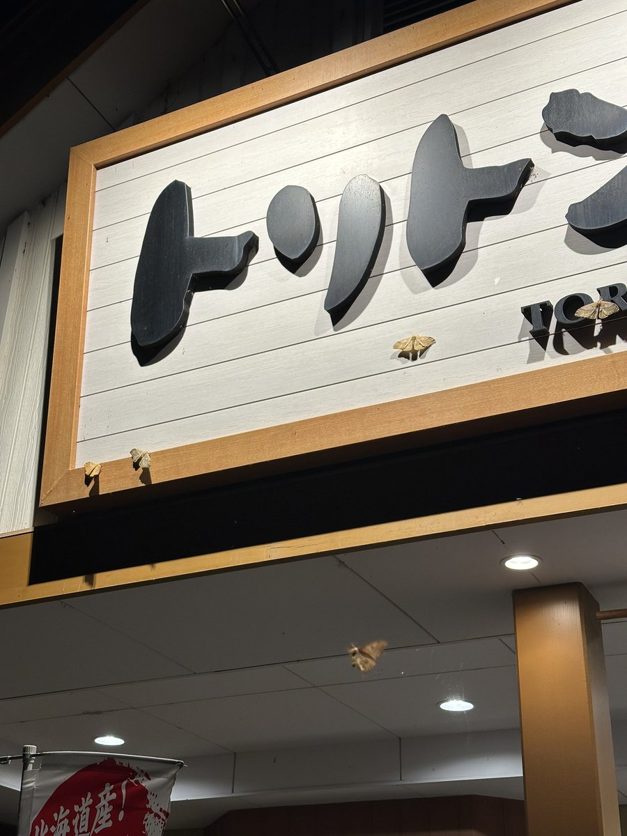 negi36_'s tweet photo. トリトン1号店にきました
店出たら蛾でかいのいっぱいいて怖い https://t.co/kxBEexCsKs