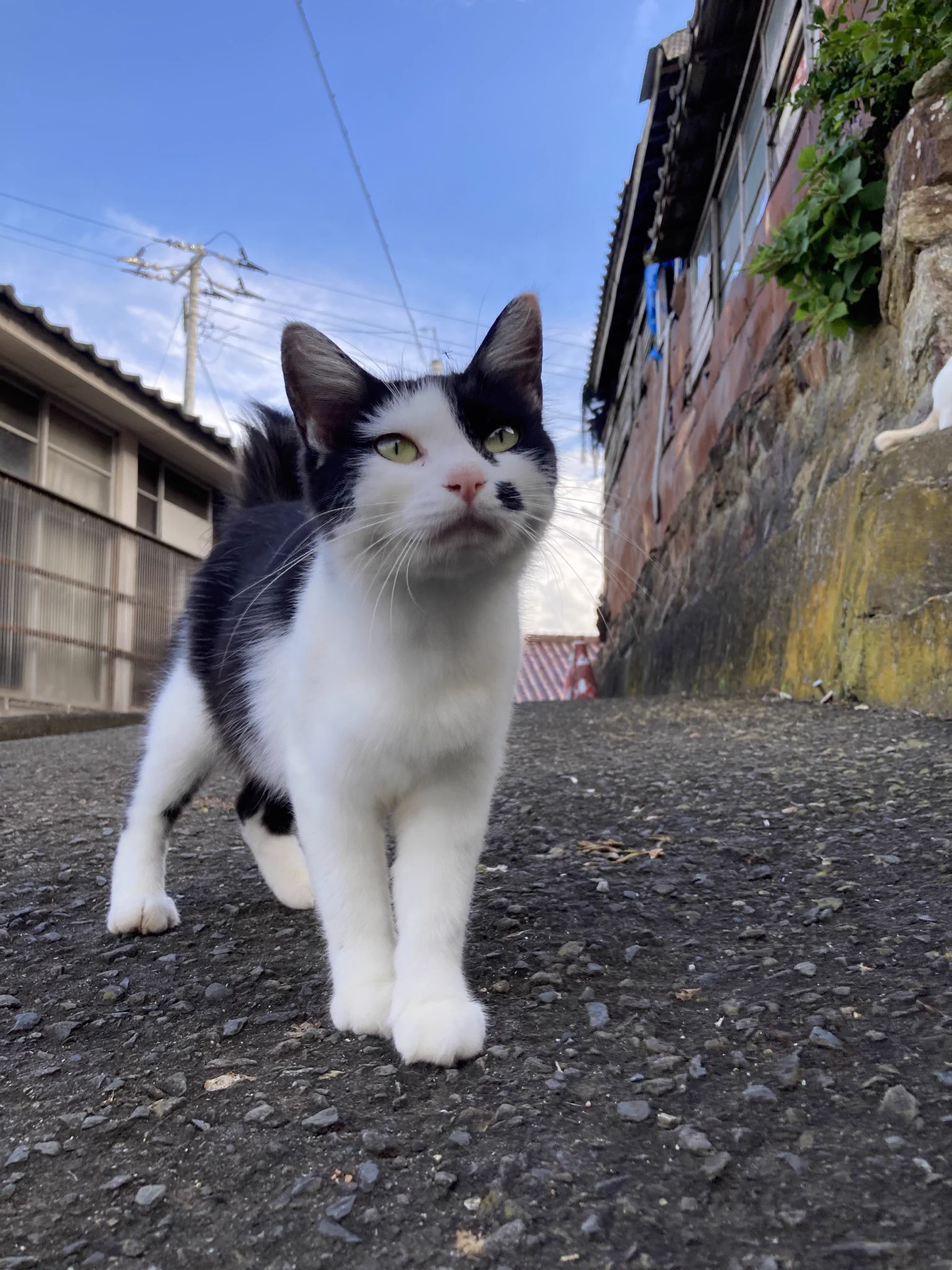 クロネコ堂@田代島 on X: 