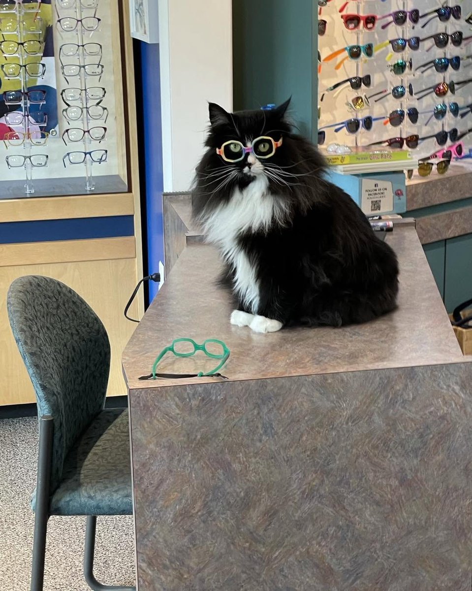 CatWorkers's tweet photo. Truffles the Kitty helps kids embrace wearing glasses, and encourages children who are going through occlusion therapy which requires wearing an eye patch.

She also provides comfort to kids that undergo eye surgeries!

Keep up the great work, Truffles! https://t.co/4jJvDeXBxt