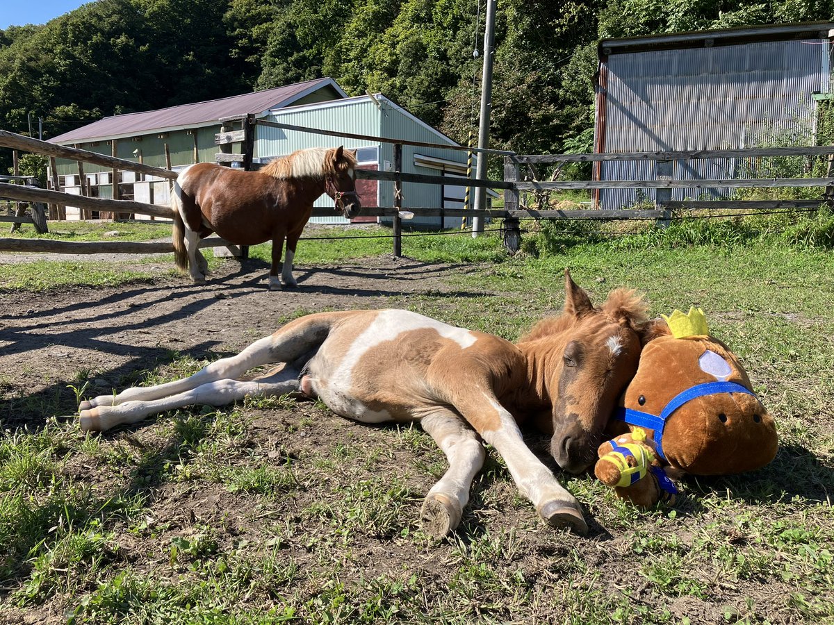 Airjihad0409's tweet photo. すやすやナッツ🐴💤💓
エアジとお昼寝💤

エアジおじいちゃんの枕
気持ち良いな💓 https://t.co/huiK4wmnBc