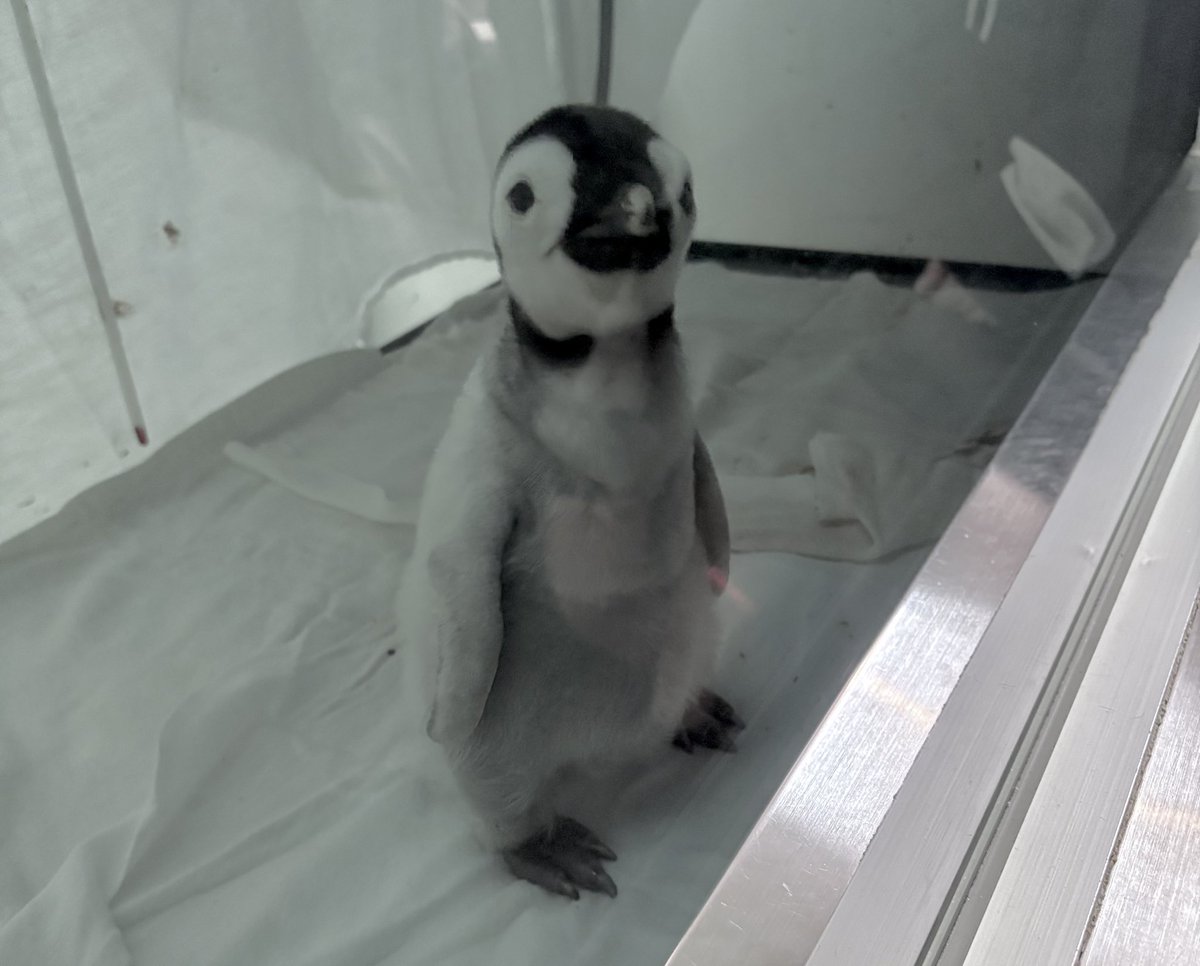 mikann8inoari's tweet photo. 最高にかわいすぎるよよちゃん🐧♡

2025.10.23

#ぎゅーっとよよちゃん
#アドベンチャーワールド https://t.co/CJnd7BE7a4