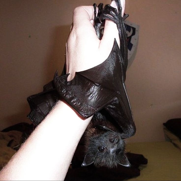nvrmorerot's tweet photo. i’ve  been  told  to  caption  this  ‘literally  me’.  i  disagree———i  am  not  li͟t͟e͟r͟a͟lly  a  bat,  nor  am  i  𝖈lingy. https://t.co/AnB8EPhCIF