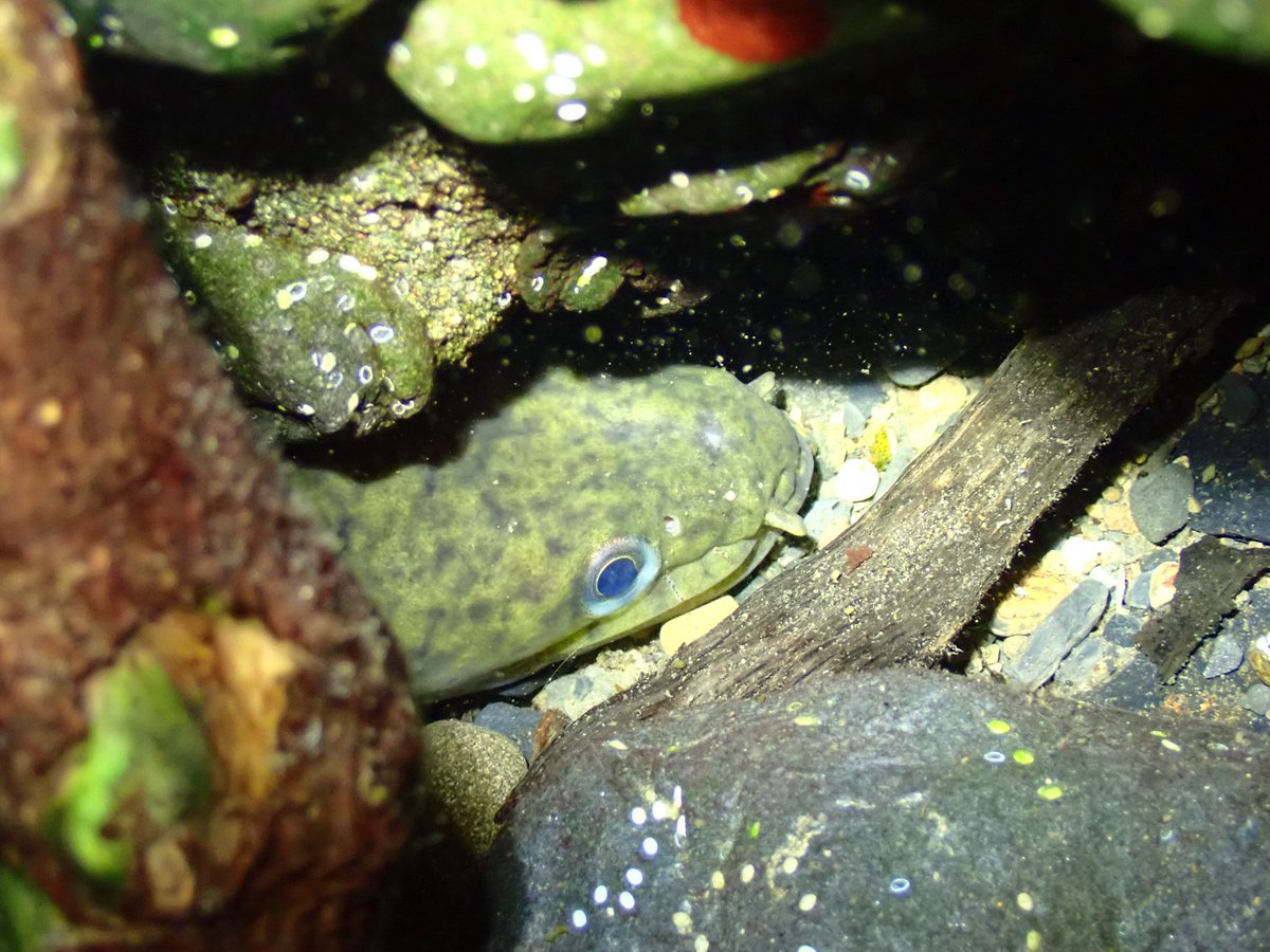 algae_hamuhamu's tweet photo. ウナッ！ https://t.co/tp7fnTYP7o