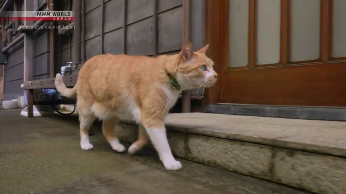 readandpaws's tweet photo. เป็นรายการฮีลใจป๋มในตอนนี้เลย ดูแมวโอ้นจากประเทศญี่ปุ่นในรายการ "A Cat's-eye view of Japan" ของช่อง NHK World Japan เป็นสารคดีสั้นความยาว 5 นาที ที่จะพาเราไปทำความรู้จักเมืองต่างๆในญี่ปุ่นผ่านสายตาของแมวแมว แล้วแต่ละตัวคืออ้วนตุ๊บเลยค่ะ ไม่มีเสียงบรรยายเยอะแยะ เน้นตามแมวไปเดินเที่ยว