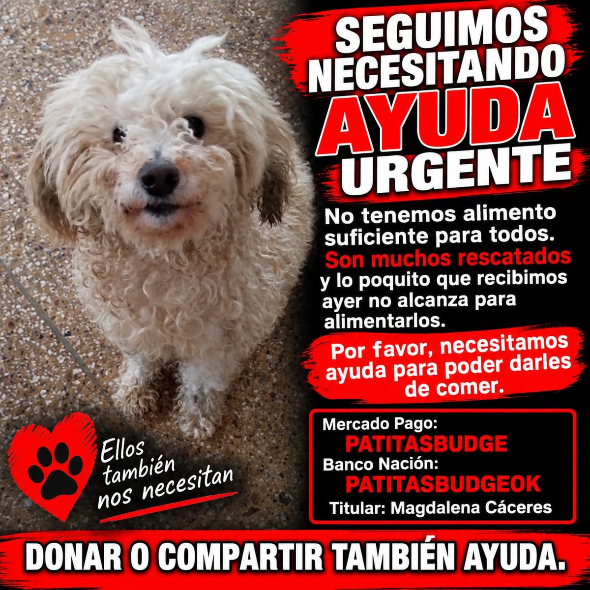 patitas_budgeok's tweet photo. 🚨 SEGUIMOS NECESITANDO AYUDA URGENTE 🚨
No tenemos alimento suficiente para todos. Son muchos rescatados y lo poquito que recibimos ayer no alcanza para alimentarlos.💔🐾
🙏 Por favor, necesitamos ayuda para poder darles de comer.
PATITASBUDGE
PATITASBUDGEOK
Magdalena Cáceres https://t.co/d8jHtD2Acx