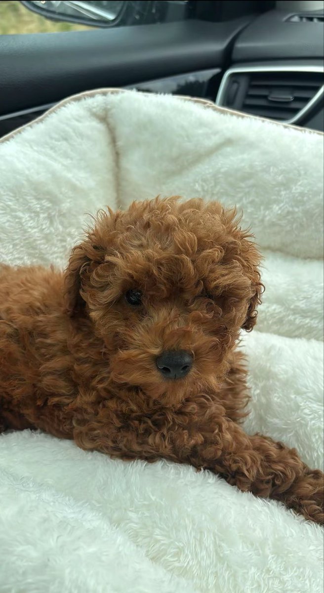 simonetaem's tweet photo. Mummy’s baby 💕 https://t.co/5xsxe18Ydg