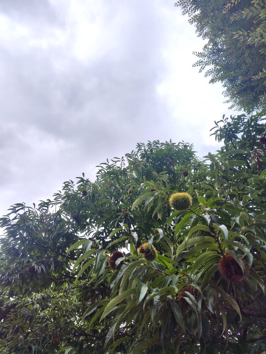 asamotoaki's tweet photo. 今週もおつかれさまでした。

雨、よく降りますね。
なんだか急に気温もさがって。
もちろん準備はできています（なぜ今週も言う

もう割れてた。 https://t.co/jTET0t5mTC