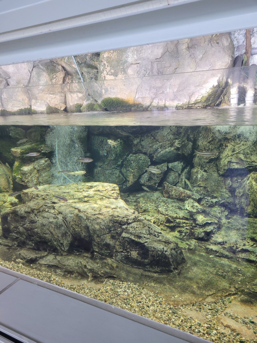 fireblade_708's tweet photo. 先日、リニューアルされてから
行っていないな、と思い
高槻市立自然博物館へ

動物・鳥類の剥製、水槽が
凄いです

図鑑など書物類の蔵書も充実していて
自然に関することを調べようとしたら
まとめるのに1日では足りなそう

子供だけでなく大人も楽しい

でも、この博物館、知らない人は
多そう💦😭 https://t.co/mSRdDwmuE3