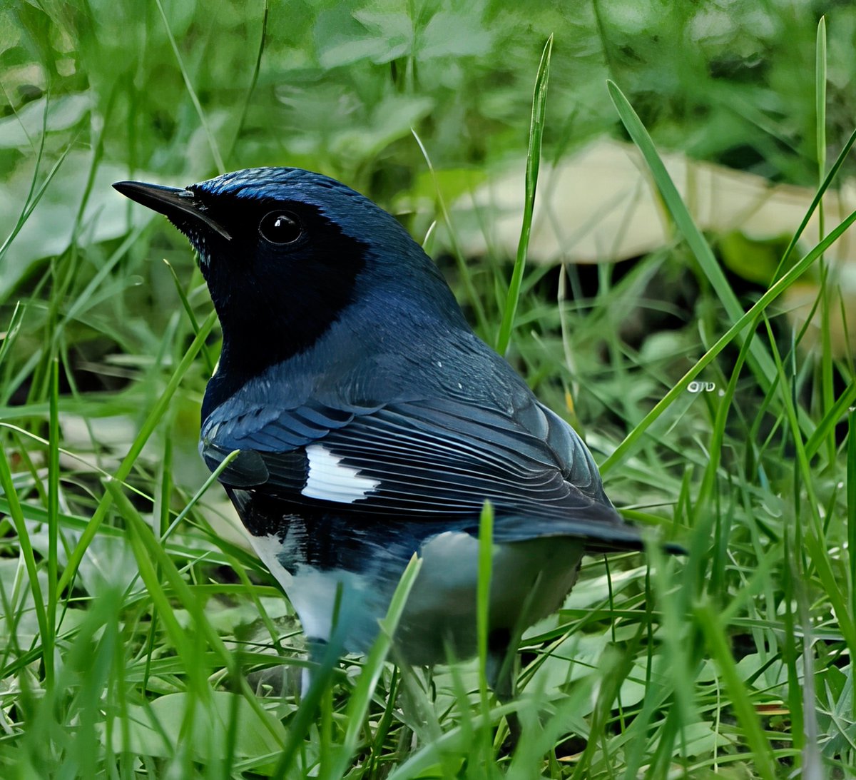 Above96th's tweet photo. After leaving Central Park this morning, I spotted this Black-throated Blue Warbler on the lawn of an apartment complex--one of my favorite warblers! 💙🖤💙 #Warblers #Neverstopbirding #birdcpp https://t.co/Eb0zxgtcvn