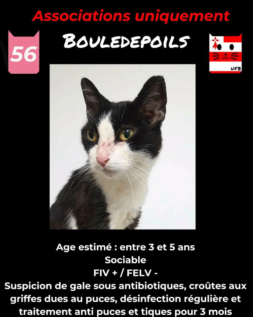 justineducern's tweet photo. 1/4.Petit Point de situation sur nos chats restants sans aucune solution de sauvetage, avant de publier les loulous de la nouvelle liste d'aujourd'hui (16) . C'est la Bérézina 🥹. 
Mais ns allons continuer à nous battre pour eux:
BOULEDEPOILS en Fa tempo d'UFB
semaine du 7/14/08 https://t.co/M8Bg0Sjs9M