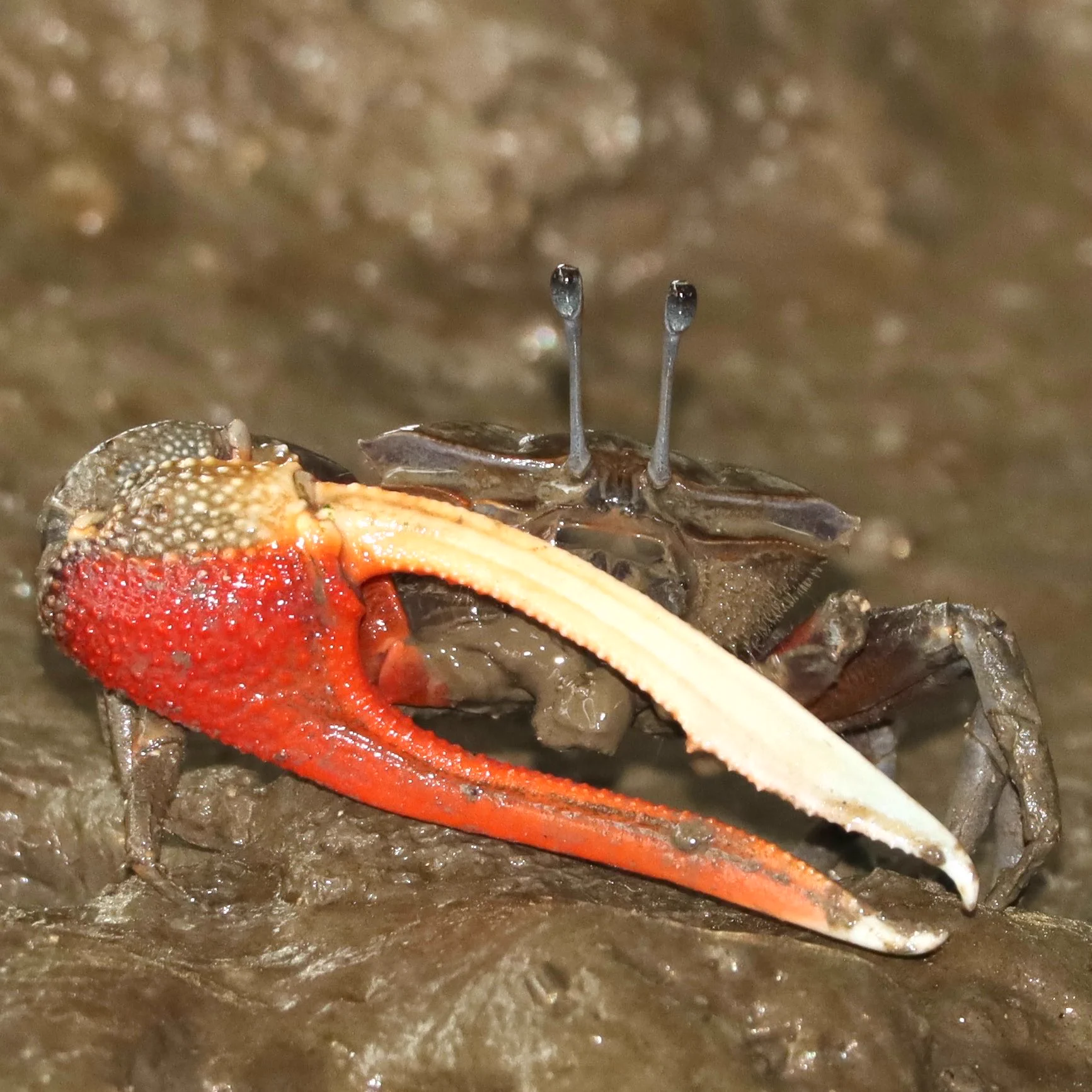 カニの散歩道Crabs' Promenade on X: 