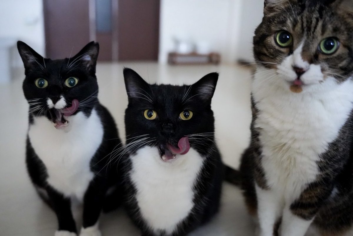 unicouniuni3's tweet photo. The gang https://t.co/LlMgvovicD