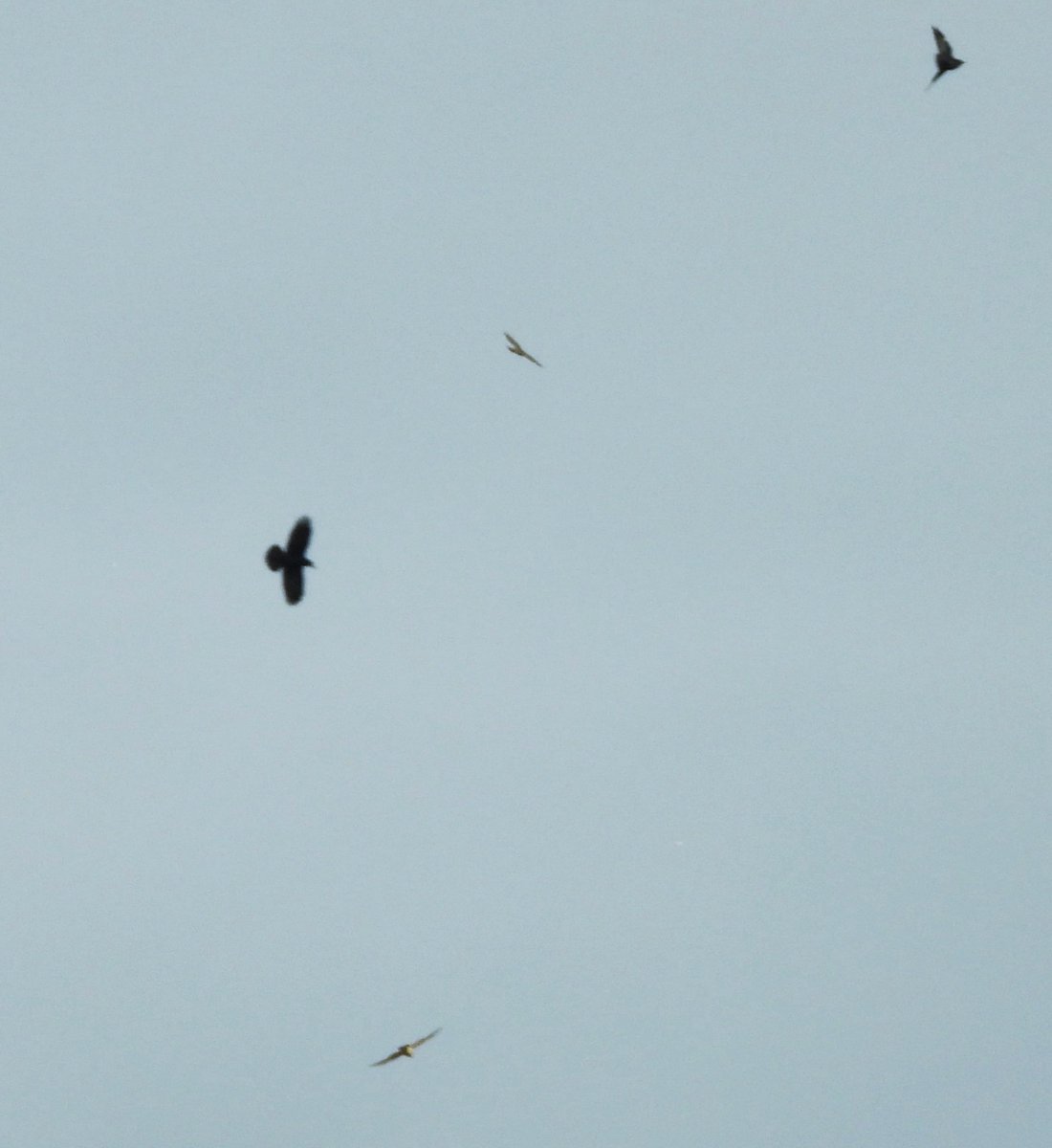 MarburyBirds's tweet photo. Highlight of todays walk was watching 2 Sparrowhawks interacting together and then the Ravens flying in and chasing them off! Also Barn Owl, Kingfisher, Chiffchaffs, Cetti's, 8 Mistle Thrushes, Song Thrush, House Martins and Swallows https://t.co/EVAZqzcd9U