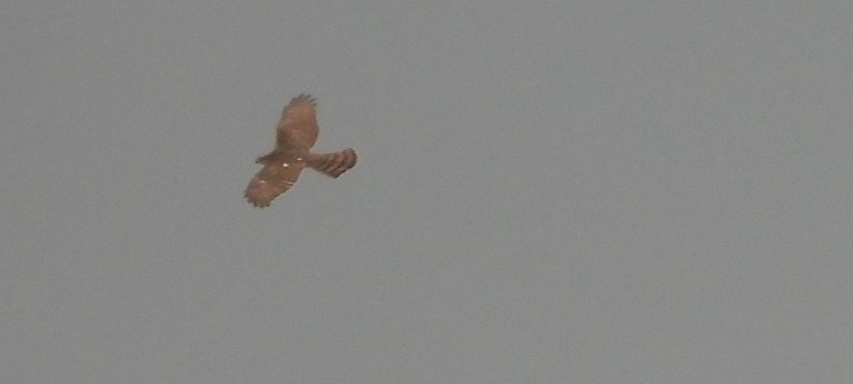 MarburyBirds's tweet photo. Highlight of todays walk was watching 2 Sparrowhawks interacting together and then the Ravens flying in and chasing them off! Also Barn Owl, Kingfisher, Chiffchaffs, Cetti's, 8 Mistle Thrushes, Song Thrush, House Martins and Swallows https://t.co/EVAZqzcd9U