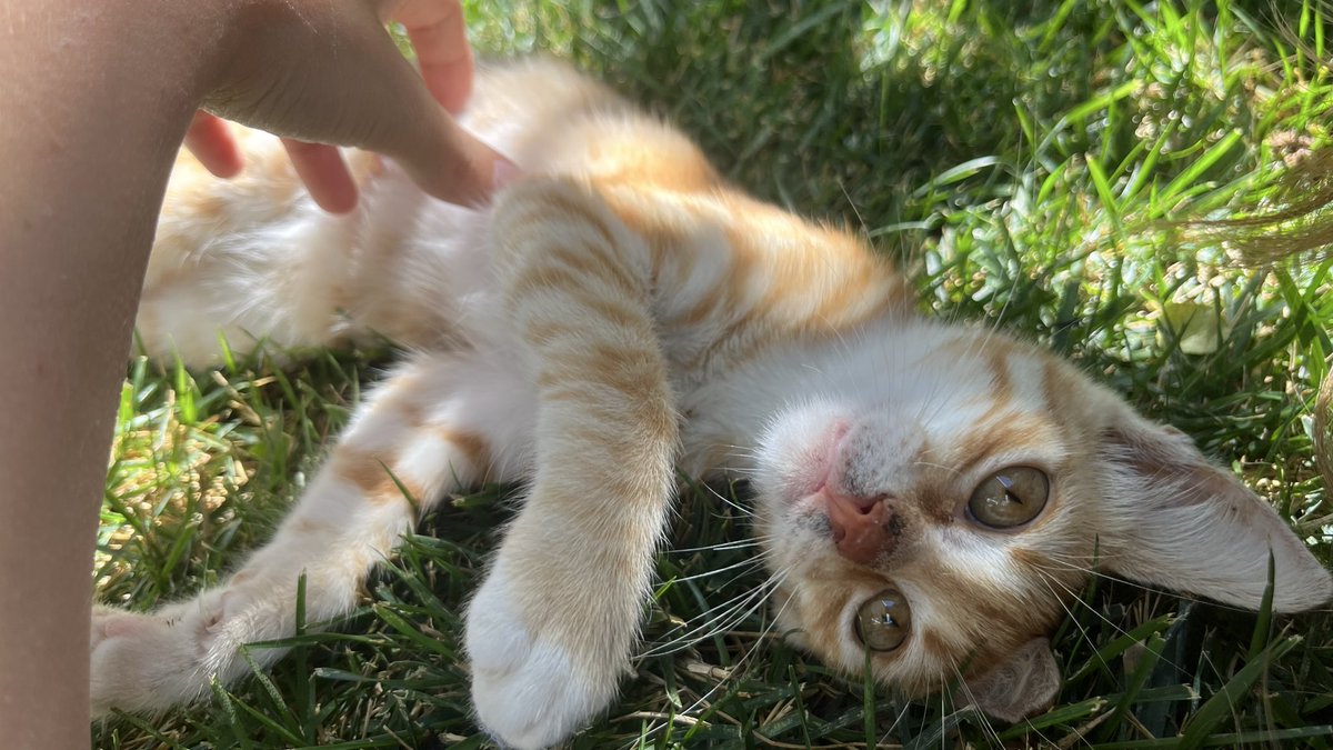 Queenie2608's tweet photo. Pikipikiçuu 🐾 https://t.co/Q5YbUaa9w4