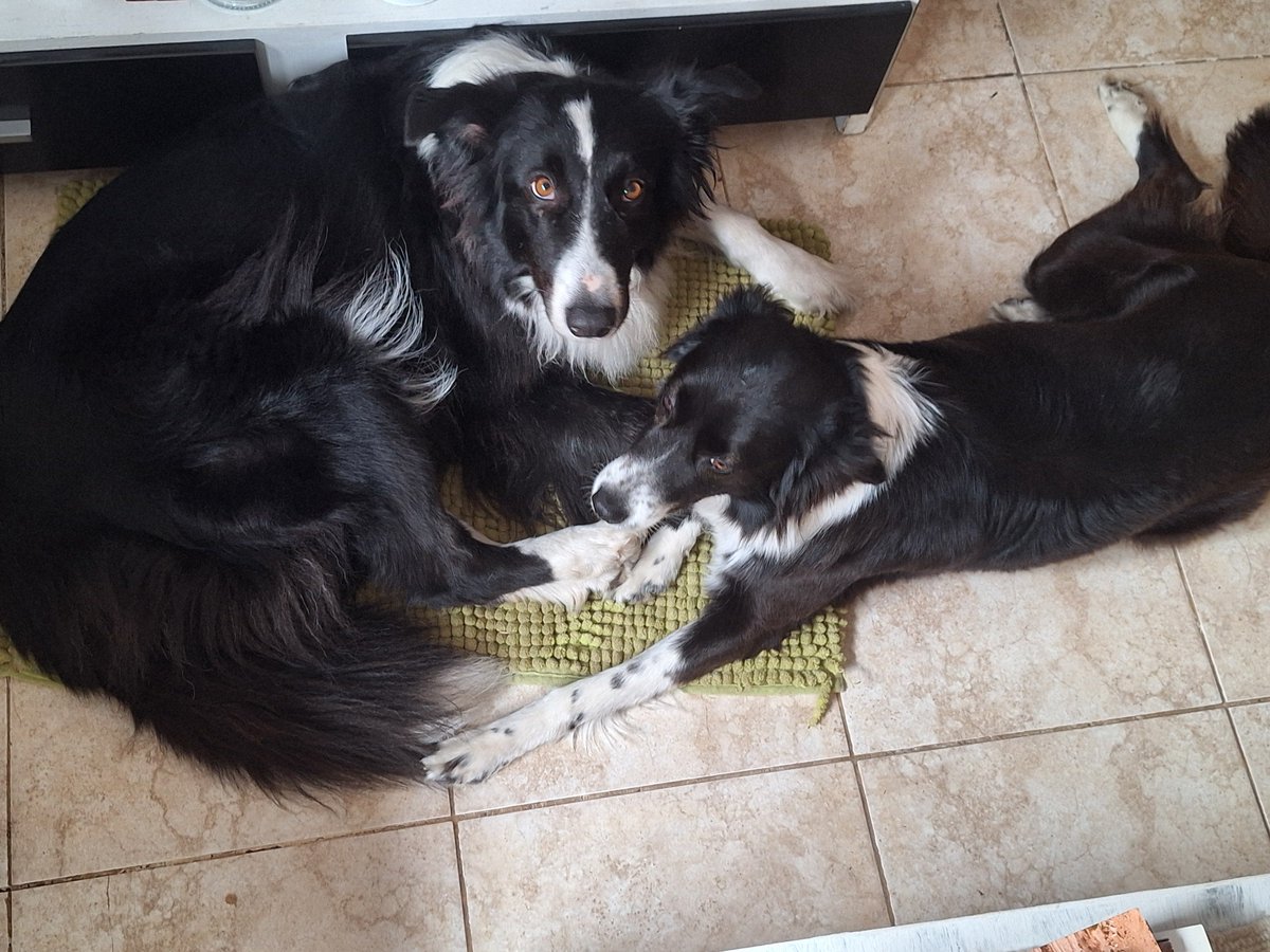 rominacof's tweet photo. Acá esperando la clasificación con mucho frío desde Carlos Casares. Mecha y Rufina.
@TelemetricoF1 https://t.co/OwZYtobG33