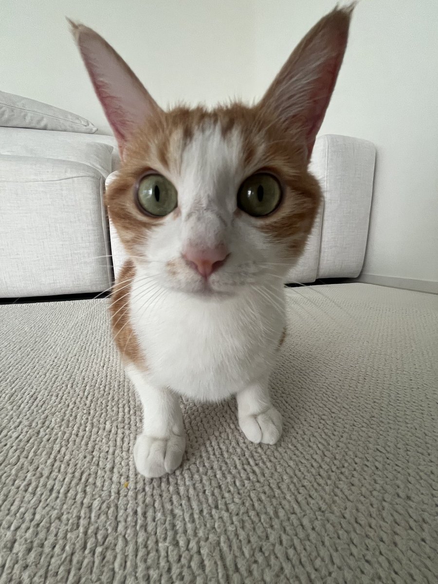 mo0_mo00's tweet photo. 꿀무 고양이 진짜 고능해보여 https://t.co/in1CvUi9W5