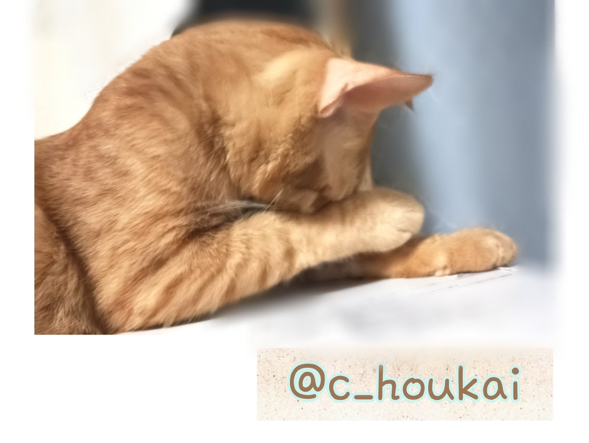 c_houkai's tweet photo. 9/12 ご支援品有難う御座います

猫砂10L×3袋入
爪とぎ20個入
───────
匿名様
この度は猫達の為にご支援くださり誠に有難う御座いました。
ずっと爪とぎ不足でしたので皆凄く喜んでくれると思います。猫砂と合わせまして本当に有難う御座います https://t.co/PsRVVYQuOM