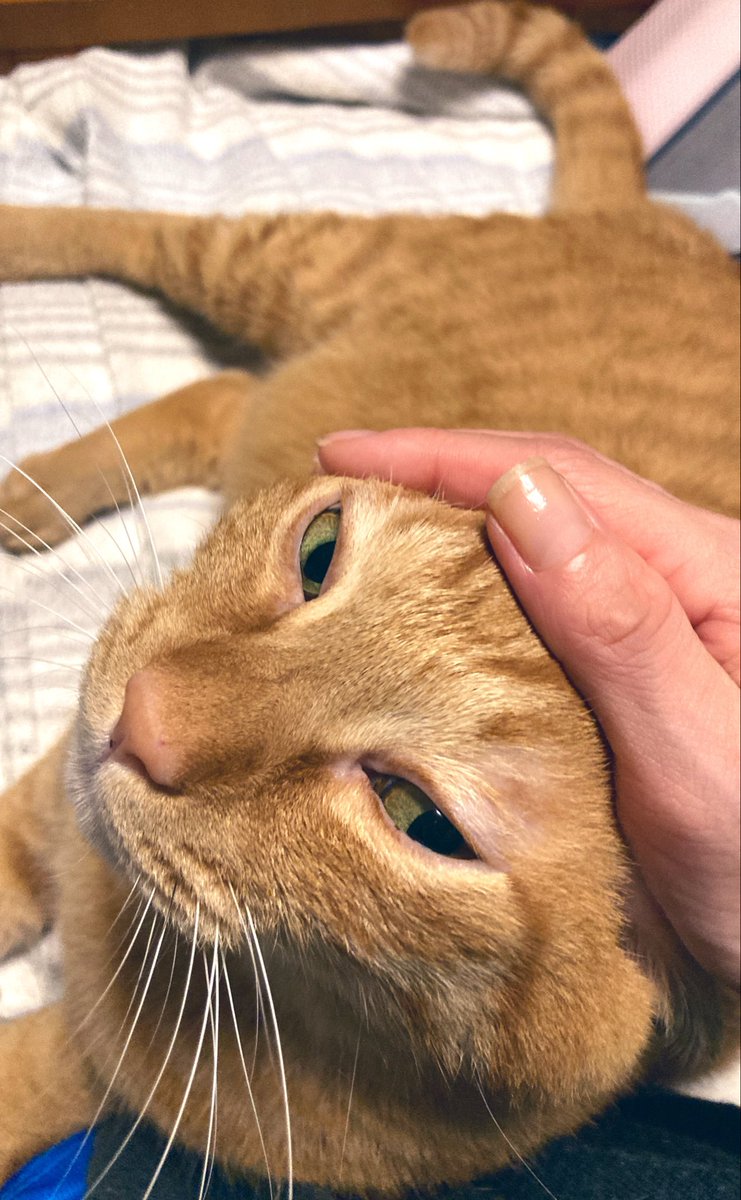 gvsr33's tweet photo. 猫は24時間365日休みなく可愛いし天才で可愛い完璧な存在だけども
致4量を超えた可愛いを浴びると、例えばくっついて上目遣いでゴロゴロ喉とか鳴らされますと
もう思わず抱きしめるしか無くて
これが無償の愛ってやつかーーーーーしかも相思相愛いいいーーーーとなる https://t.co/TwIGNa5A9w
