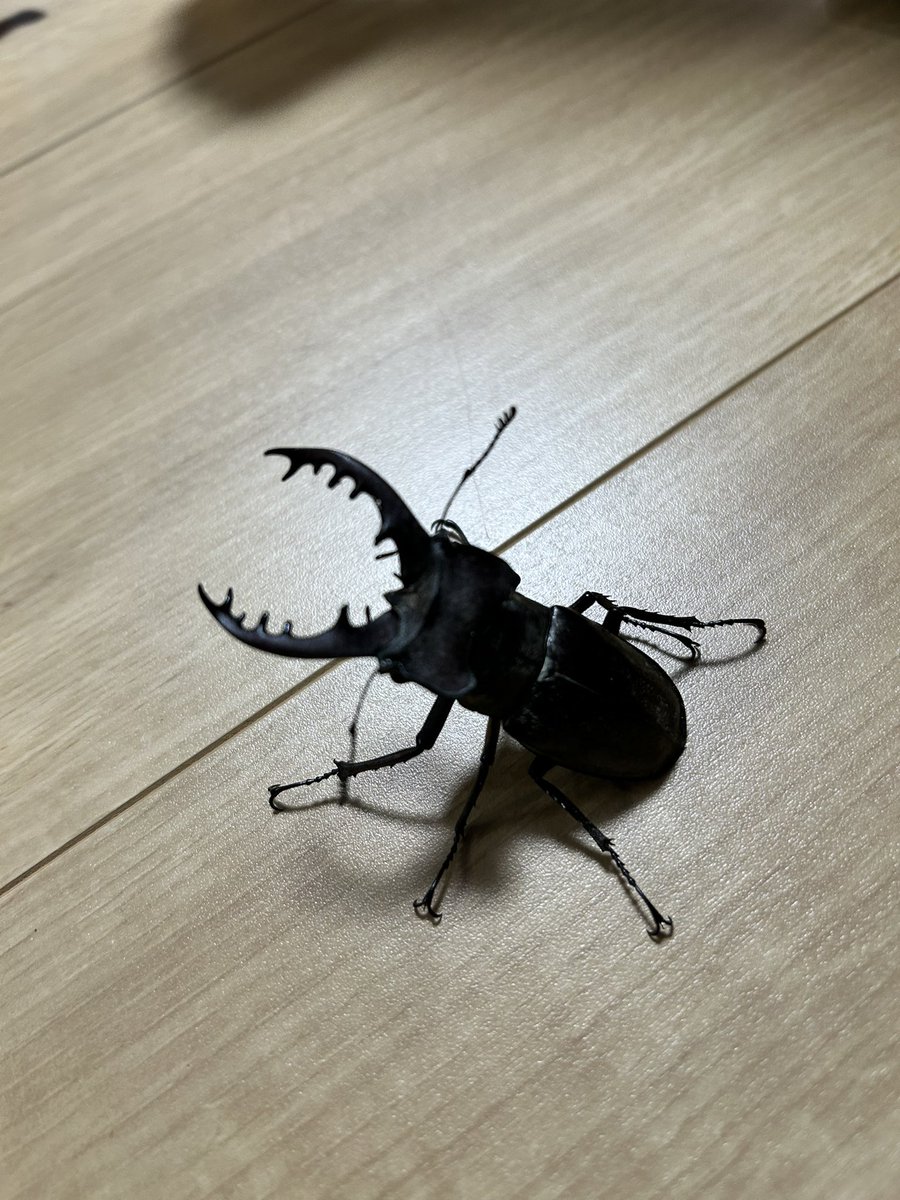 chi_HERO_69's tweet photo. 会社から帰ろうとしたら工場に黒い物体。近づいたら中々いいサイズのミヤマ。ばりテンション上がる。 https://t.co/QPlEXy3Lpt