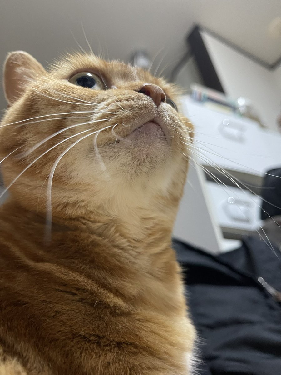 onoworkout's tweet photo. ジムから帰ってきたら頭突きしてくるうちの可愛い娘🐈 https://t.co/SnDp0zWeNg