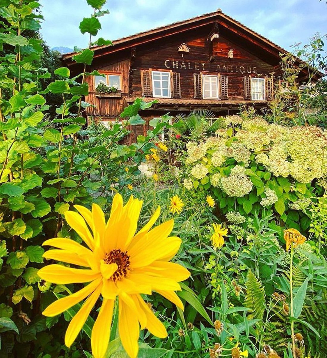 dalehauskins's tweet photo. @sofiehofmann Near this Californian, homesick  #ChaletAntique, (the oldest built #Weggis house that survived a catastrophic flood landslide in 1795. Celebrating 500 years), as Los Angeles #guitarist in renowned Swiss Luzern @stadtluzern #progressiverock #FlameDream https://t.co/oDwKMlYVBu https://t.co/uC2TAM9RSz