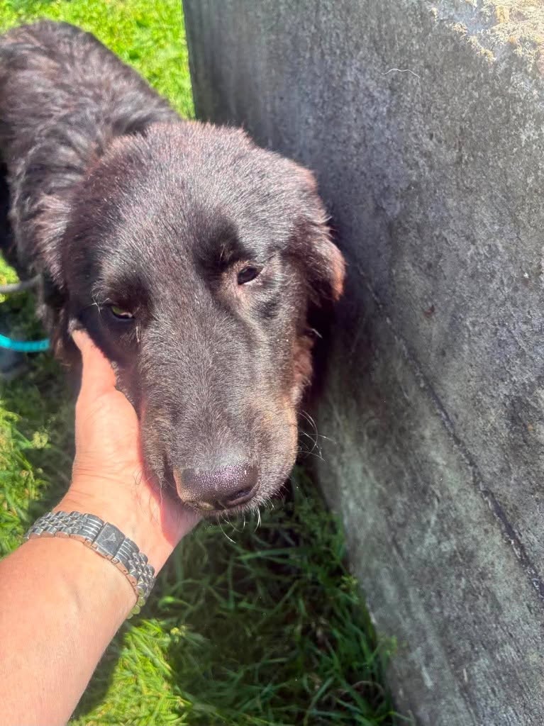 Pawprints2F's tweet photo. Imagine opening your door each morning to a big, hopeful pair of brown eyes and a gentle soul waiting to say hello 🥹🐾

At 11 months old, large boy Bobita is curious, playful and loves exploring!

He can live with dogs and we can cat and child test him.

https://t.co/3CcfijdkwN https://t.co/aqRRu4xQME