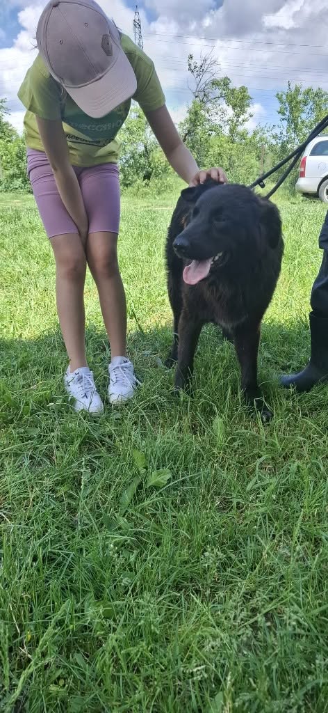 Pawprints2F's tweet photo. Imagine opening your door each morning to a big, hopeful pair of brown eyes and a gentle soul waiting to say hello 🥹🐾

At 11 months old, large boy Bobita is curious, playful and loves exploring!

He can live with dogs and we can cat and child test him.

https://t.co/3CcfijdkwN https://t.co/aqRRu4xQME