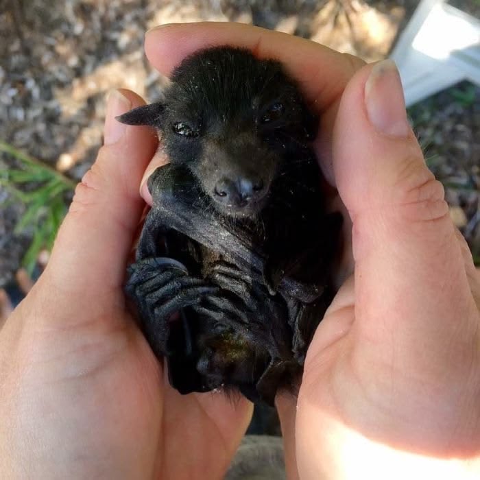 urgoregff's tweet photo. little babies 🦇🖤 https://t.co/Zr6siM5dvG