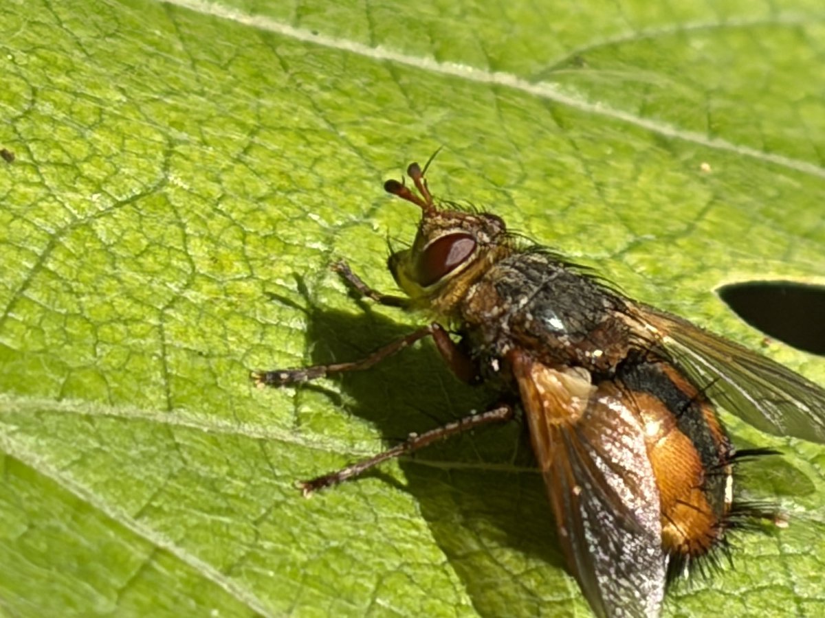 NorwaySkandin's tweet photo. #Insekten #insects #fly #Fliege #Garten #garden #nature #Natur #summer #Herbst #autumn
Vier Fotos: Eine #Igelfliege, #Tachina fera, sitzt auf einem Blatt von einer Weinrebe und sonnt sich. https://t.co/0VZetpcWFr