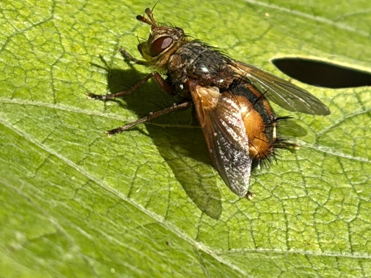 NorwaySkandin's tweet photo. #Insekten #insects #fly #Fliege #Garten #garden #nature #Natur #summer #Herbst #autumn
Vier Fotos: Eine #Igelfliege, #Tachina fera, sitzt auf einem Blatt von einer Weinrebe und sonnt sich. https://t.co/0VZetpcWFr