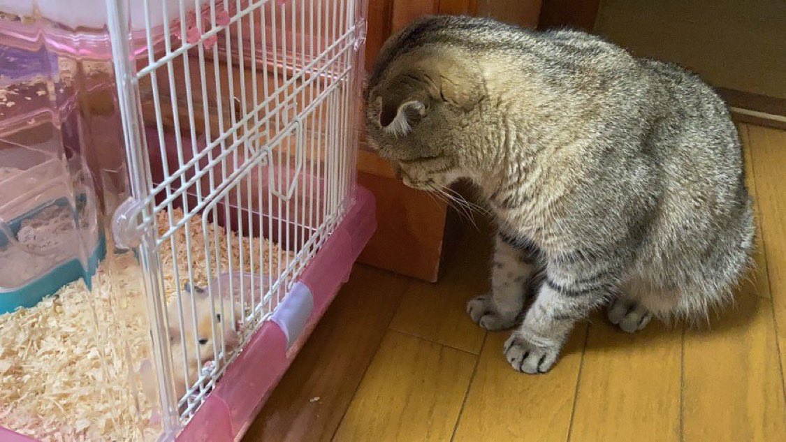 munevveralks's tweet photo. 猫が急にハゲたので、慌てて病院へ。

先生「最近何か環境の変化とかありました？」
母「そういえば飼っていたハムスターが亡くなって…」
先生「多分それですね。ペットロスです」
母「ペットがペットロス……」 https://t.co/RKTdZkbvma
