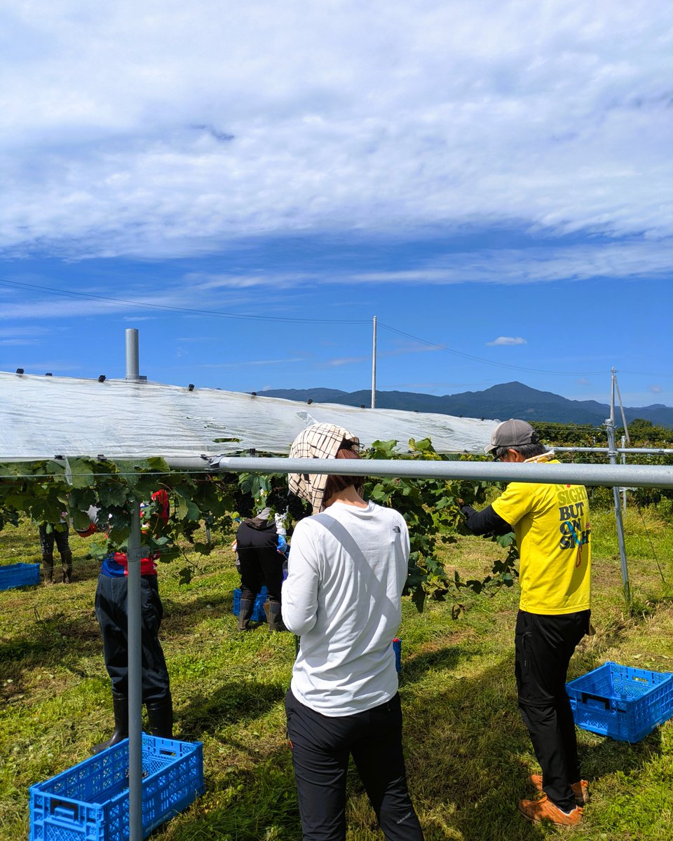msr_winery's tweet photo. 9/11-12で #上山市 の自社管理畑の #メルロ を #収穫！
今回も沢山のボランティアの皆さまにご参加いただき、予定通り収穫完了。ご参加いただいた皆さま、本当にありがとうございました！
今年は良い状態で昨年の倍以上収穫できました。
トラックで #南三陸 まで移動し、明日仕込みです！
#日本ワイン https://t.co/zeO5BA27EW