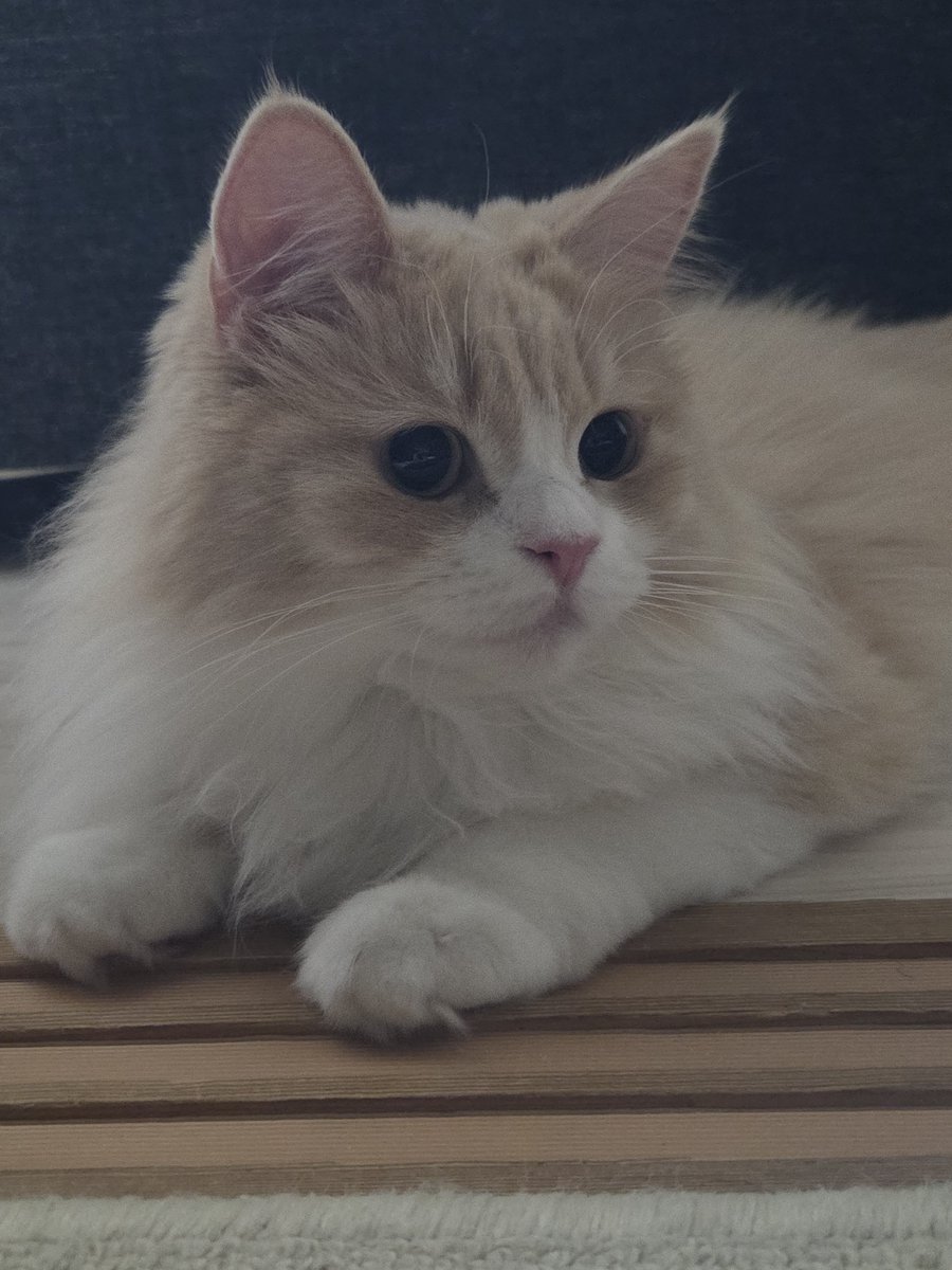 mashu_norucat's tweet photo. 昼寝から起きた時、移動したマシュがキャリーバッグの中で寝てて、何処にいるかわからなくて「マシュどこいった？」って言ったら「にゃーん（ここにやー）」って鳴いて出てきてくれて可愛すぎた💕︎︎
猫と昼寝する休日最高だな。 https://t.co/dAHadyElSd