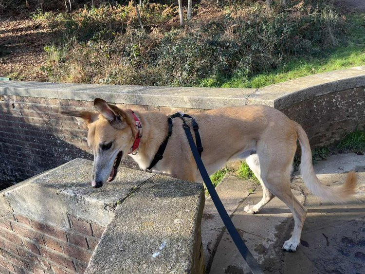 LurcherSOS's tweet photo. Lovely, cuddly, loyal Ralphy is wondering when it will be his turn to find his forever home. Please share so this perfect boy can make someone a wonderful pal. 
❤️💕👀🐾🙏https://t.co/jO4yDscpyE https://t.co/3Lx3KzGyoN