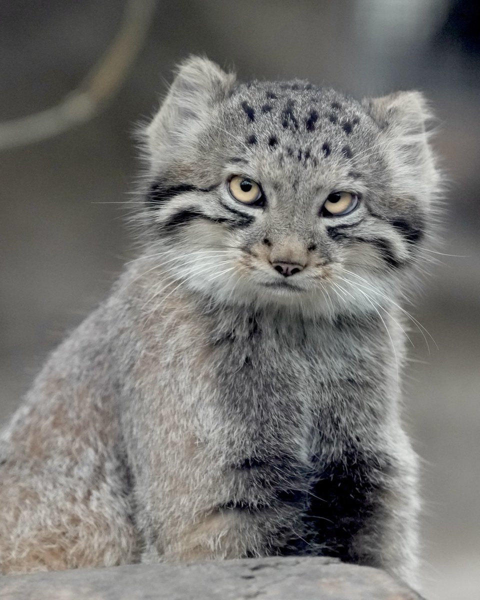 amie_manul's tweet photo. サンちゃん https://t.co/G3OcGjSDGv