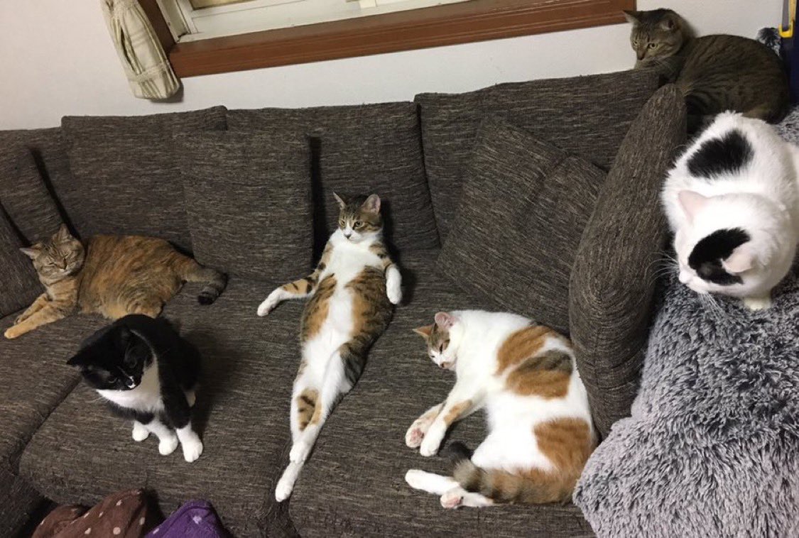 munevveralks's tweet photo. 我が家には自分が飼われている自覚していない子がいます...真ん中に.. https://t.co/jvR0NjJSdB