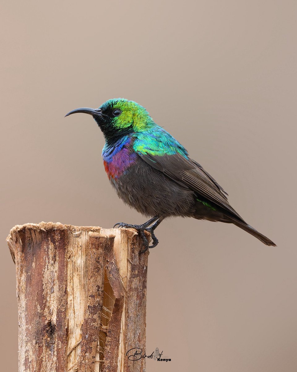 Waimaimba's tweet photo. Marico Sunbird 📸🇰🇪 https://t.co/NeEmvuXMmZ