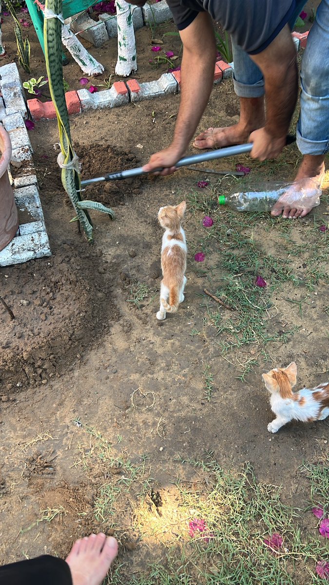RescueCare's tweet photo. For many cats in Gaza, a human hand once meant fear.

Today, these little souls run toward ours—because they have learned that here, a hand brings food, comfort, and safety.❤️🐾

Please, friends, help us keep this shelter safe and their bowls full.🙏🇵🇸

PayPal: https://t.co/eL95czBcm6
GoFundMe: https://t.co/hYA2hXUDDU

#Gaza #AnimalRescue #CatRescue #SaveAnimals