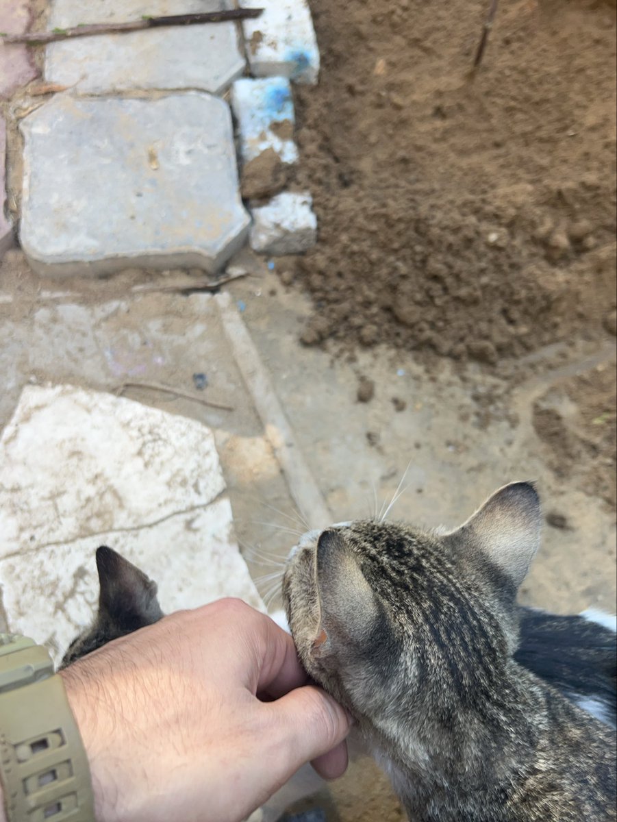 RescueCare's tweet photo. For many cats in Gaza, a human hand once meant fear.

Today, these little souls run toward ours—because they have learned that here, a hand brings food, comfort, and safety.❤️🐾

Please, friends, help us keep this shelter safe and their bowls full.🙏🇵🇸

PayPal: https://t.co/eL95czBcm6
GoFundMe: https://t.co/hYA2hXUDDU

#Gaza #AnimalRescue #CatRescue #SaveAnimals