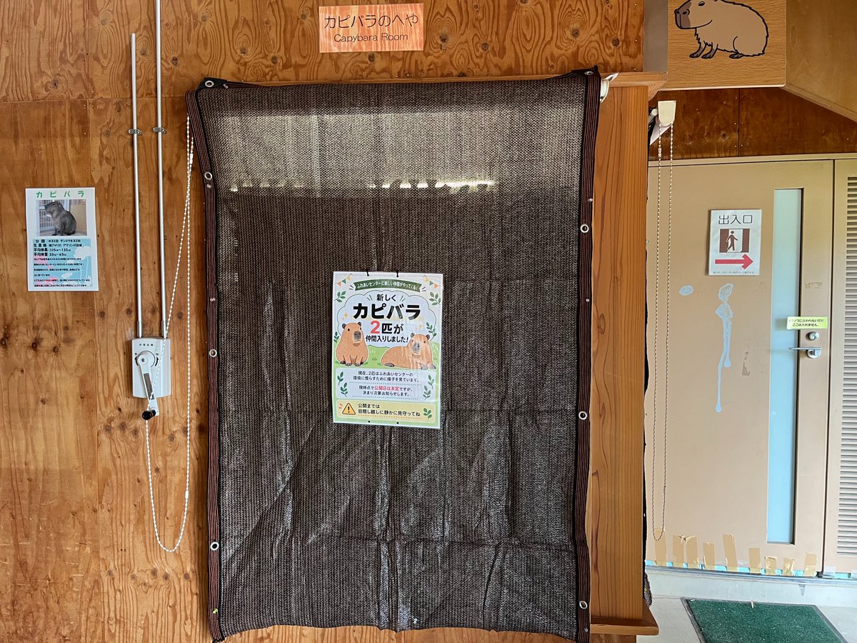 kaminariuo's tweet photo. いくとぴあ食花の動物ふれあいセンターに新しくカピバラが2頭が仲間入り。カピバラがいなくなって7か月やっと来た。ニュースで知ったがまだ一般公開はされてない、施設には目隠しがされていた。来週には見られるみたいだから、また来週来ようかな。 https://t.co/eQpLmP8BSR