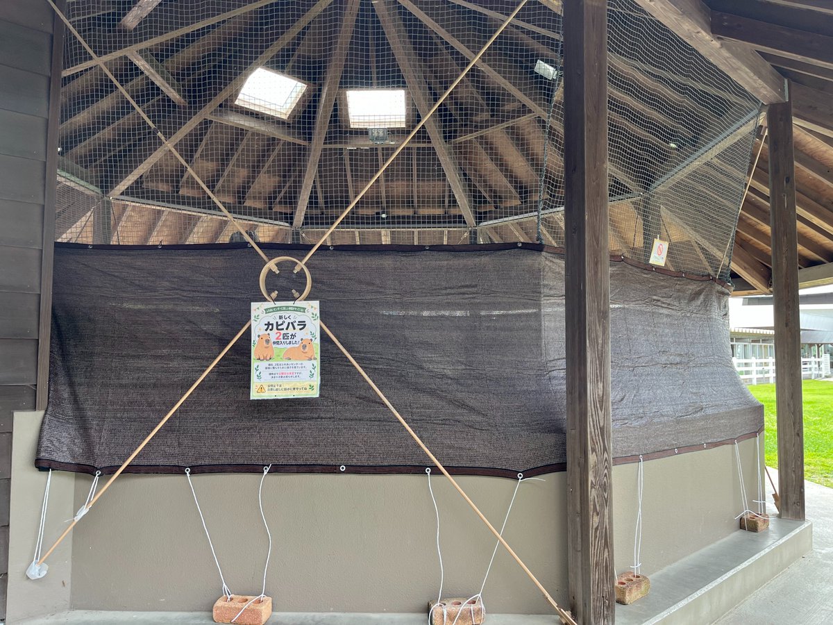 kaminariuo's tweet photo. いくとぴあ食花の動物ふれあいセンターに新しくカピバラが2頭が仲間入り。カピバラがいなくなって7か月やっと来た。ニュースで知ったがまだ一般公開はされてない、施設には目隠しがされていた。来週には見られるみたいだから、また来週来ようかな。 https://t.co/eQpLmP8BSR
