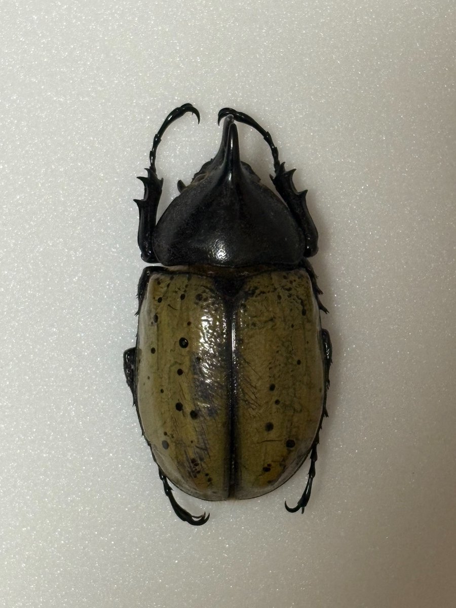 Aoi980418's tweet photo. ヘラクレス・レイディ(野外品)
Dynastes hercules reidi
セントルシア島産

パイネさんより落札
ヘラクレスの中でも小さくて可愛らしいフォルムの亜種
ちょぴっと生えた胸角がなんとも愛くるしい
亜種名のレイディはレディから来ていると勘違いされがちだがアメリカのreid氏が由来 https://t.co/9ozVCbSWdr