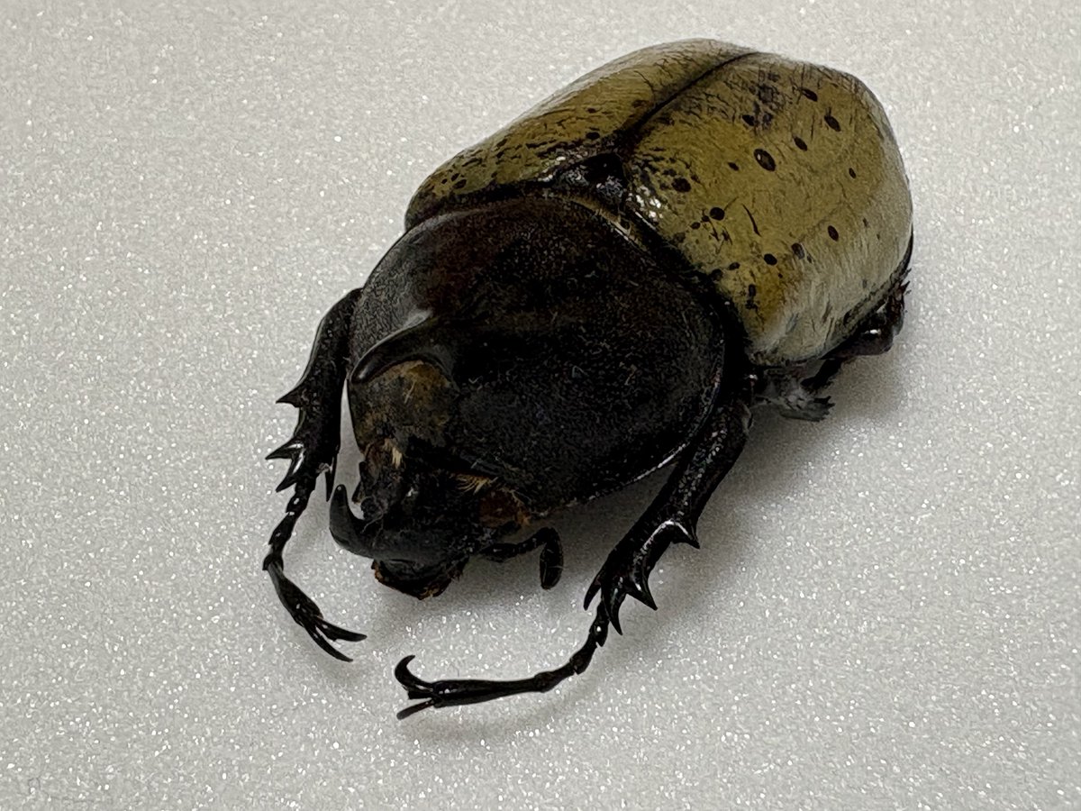 Aoi980418's tweet photo. ヘラクレス・レイディ(野外品)
Dynastes hercules reidi
セントルシア島産

パイネさんより落札
ヘラクレスの中でも小さくて可愛らしいフォルムの亜種
ちょぴっと生えた胸角がなんとも愛くるしい
亜種名のレイディはレディから来ていると勘違いされがちだがアメリカのreid氏が由来 https://t.co/9ozVCbSWdr