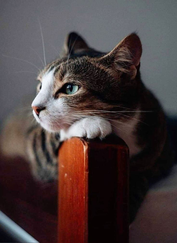DailyCatsX's tweet photo. https://t.co/O6bw5zkBcx